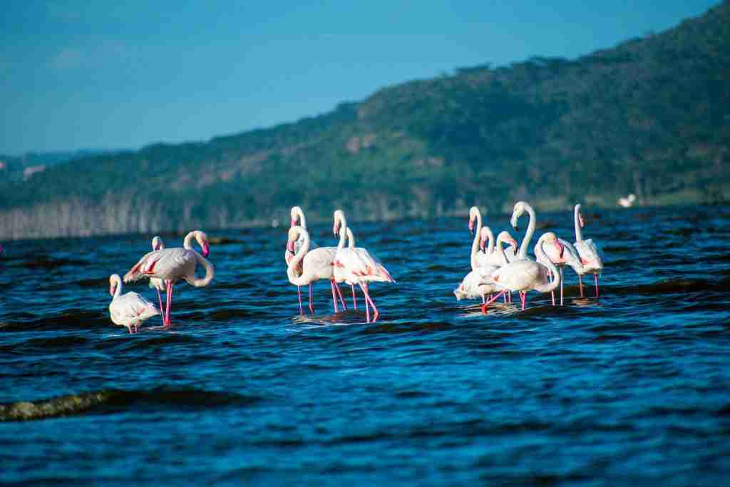 bird watching safari in lake Nakuru