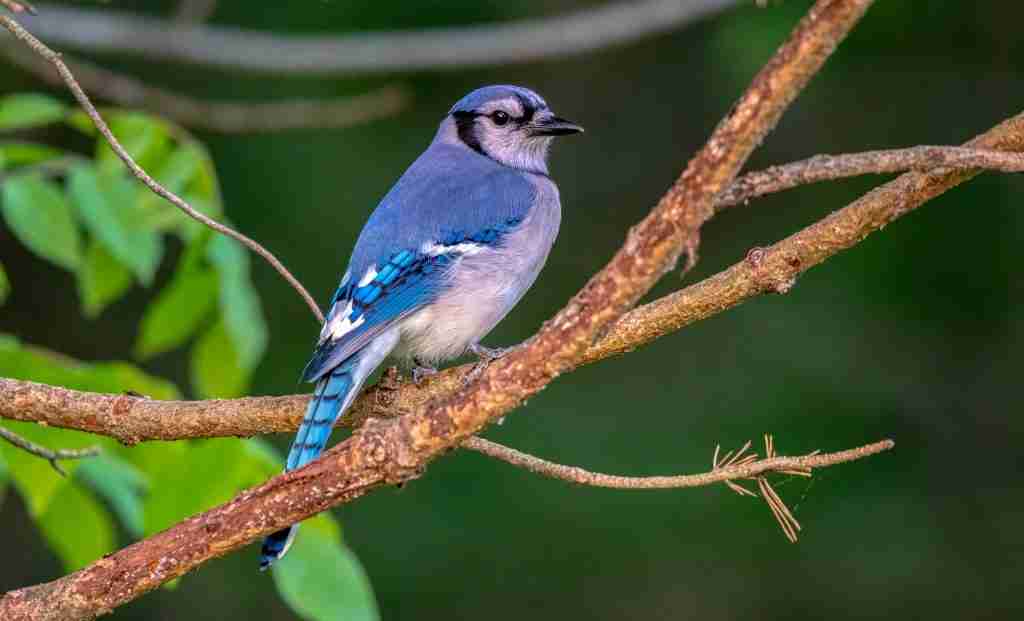 lilac bird in kenyas bird watching safari