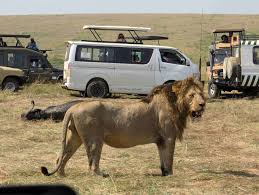Luxury masai mara safari on a game drive
