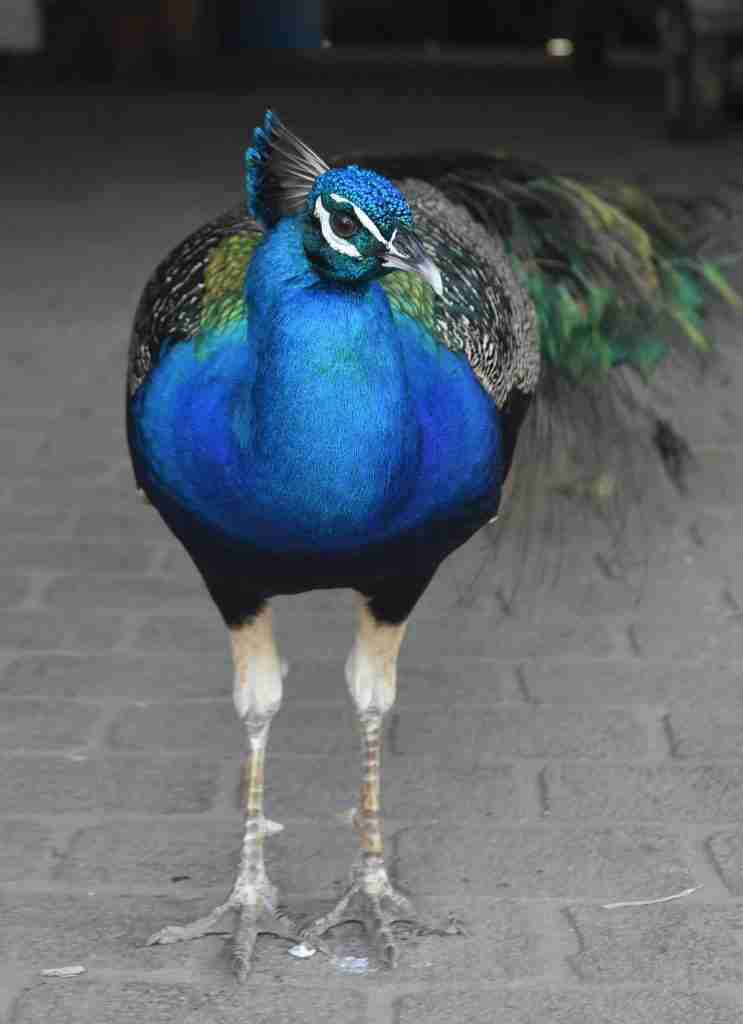 the great turaco bird in bird watching safari