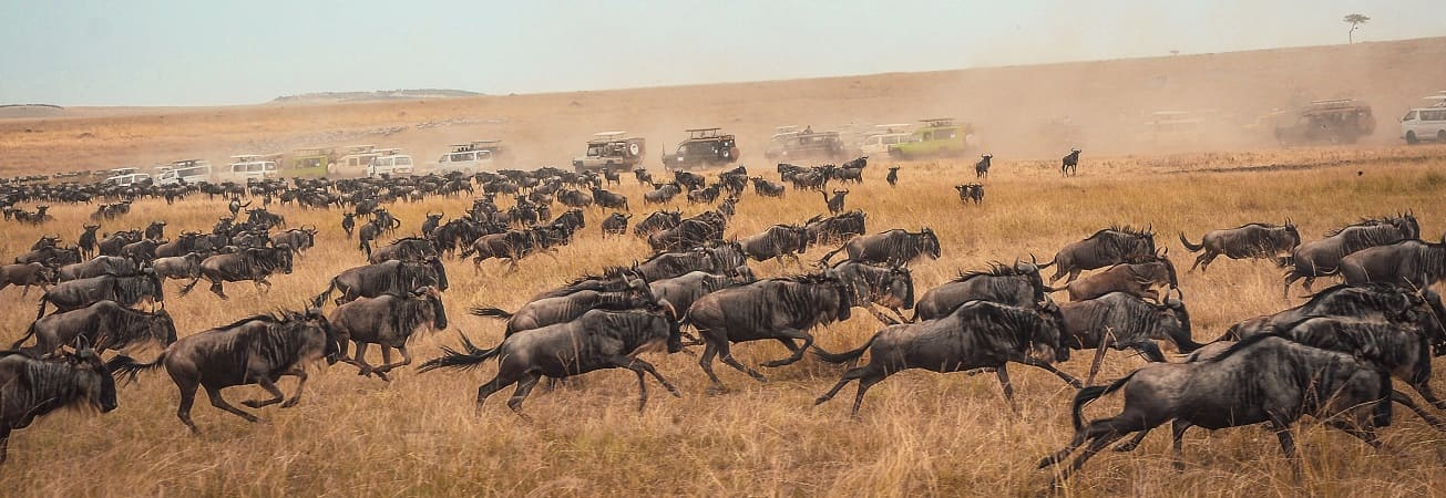 maasai
