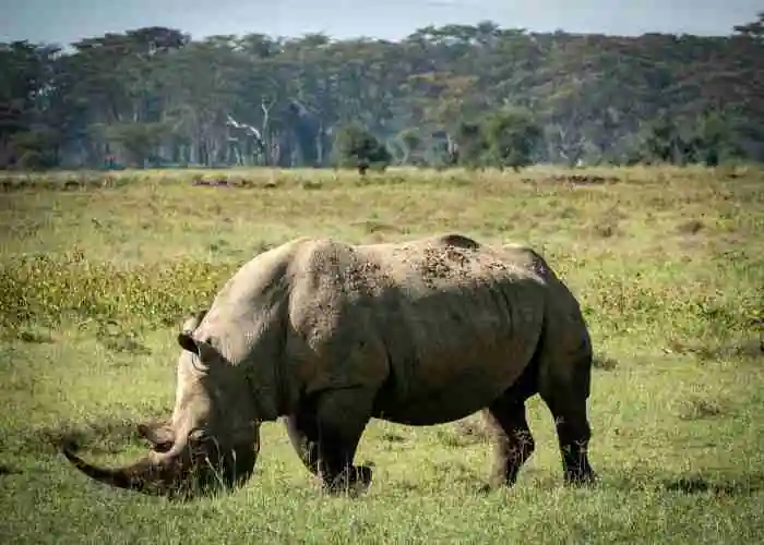 rhino in the maasai mara park