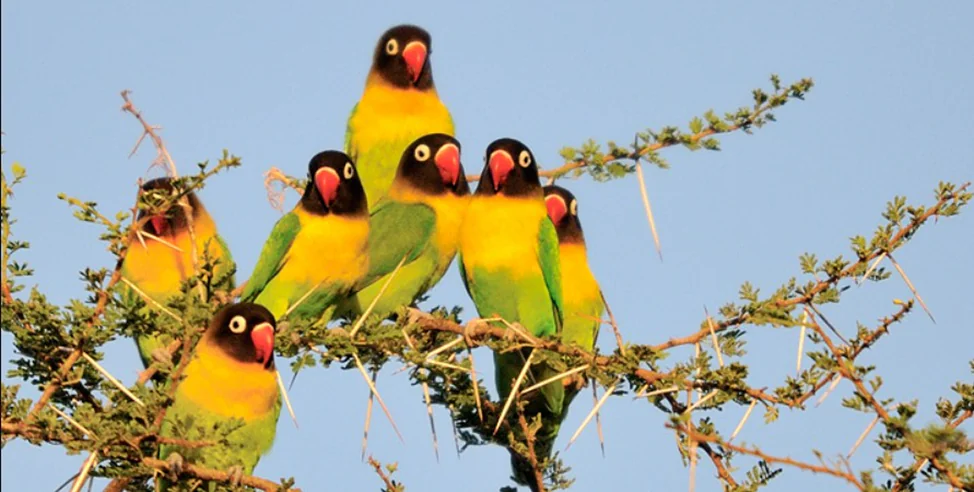 Bird watching safari of yellow and green bodied birds